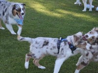 Australian Shepherd dogs for Adoption. Australian Shepherd Dog for sale/adoption
