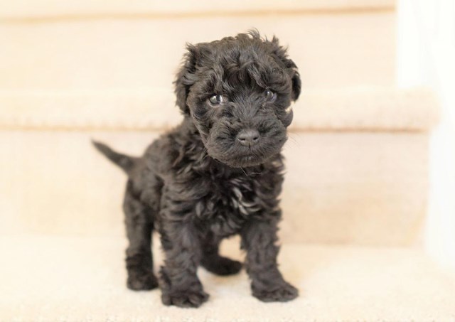 Maltipoo puppy for sale + 59788