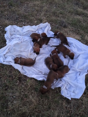 Belgian Malinois Puppies