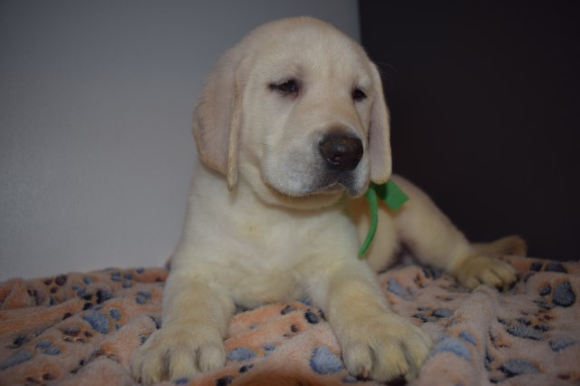 AKC White Cream Yellow Labrador puppies  - Both parents are OFA hip, elbow,  and heart certified.