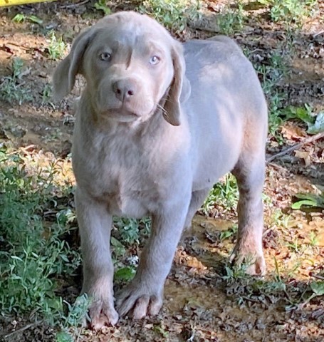 Labrador Retriever puppy for sale + 64816