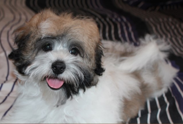 Havanese puppy dog for sale in Columbus, Ohio