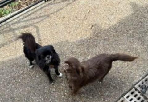 Chihuahua puppy for sale + 67074