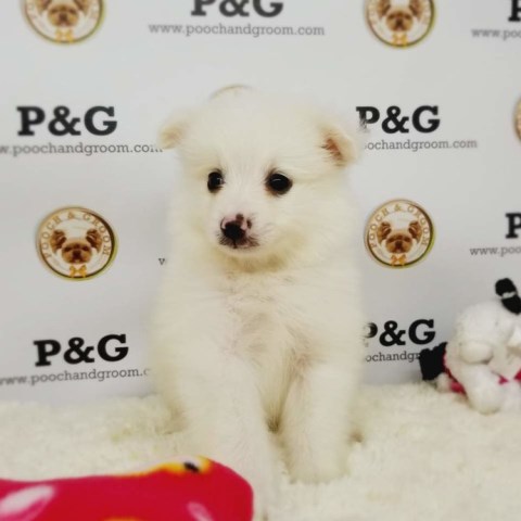 American Eskimo Dog puppy for sale + 53349
