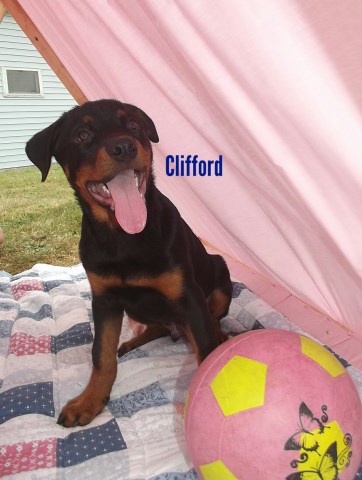 Adorable Rottweiler Puppy "Clifford"