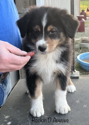 Australian Shepherd Dog puppy for sale + 64129