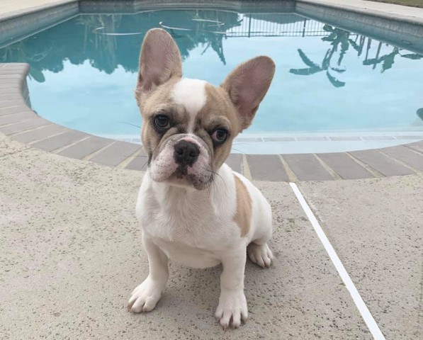French Bulldog puppy for sale + 60524