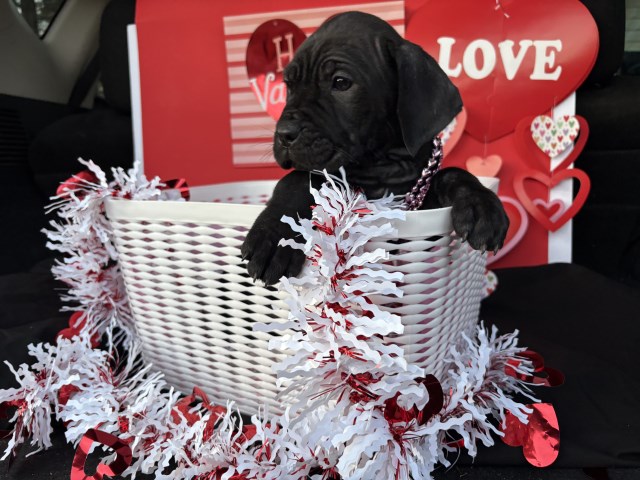 Amazing temperament Cane Corso