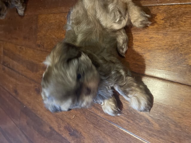 Shih Tzu puppy for sale + 63722