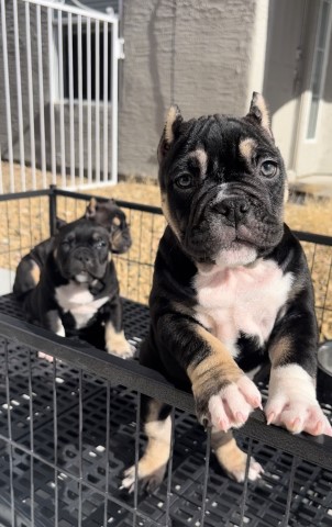 EXOTIC MICRO BULLY PUPS