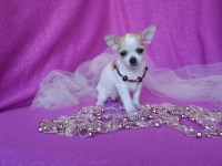 Meet Your Future Tiny Sidekick — A Chihuahua Full of Charm Chihuahua for sale/adoption