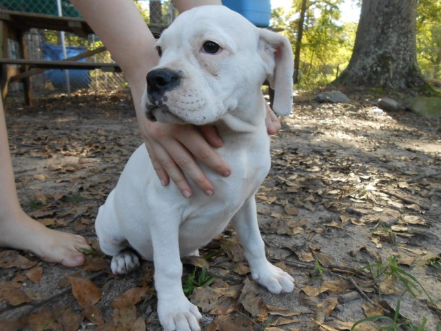 Female English/ Boxer (Valley Bulldog) Pup (Yorda)