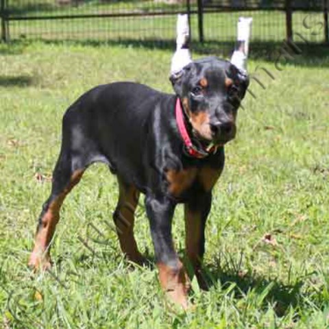 Doberman Pinscher puppy dog for sale in Doberman Puppies For Sale, Missouri