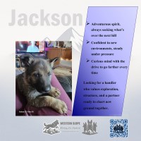 Jackson - His bark will Rock the Jukebox German Shepherd Dog for sale/adoption