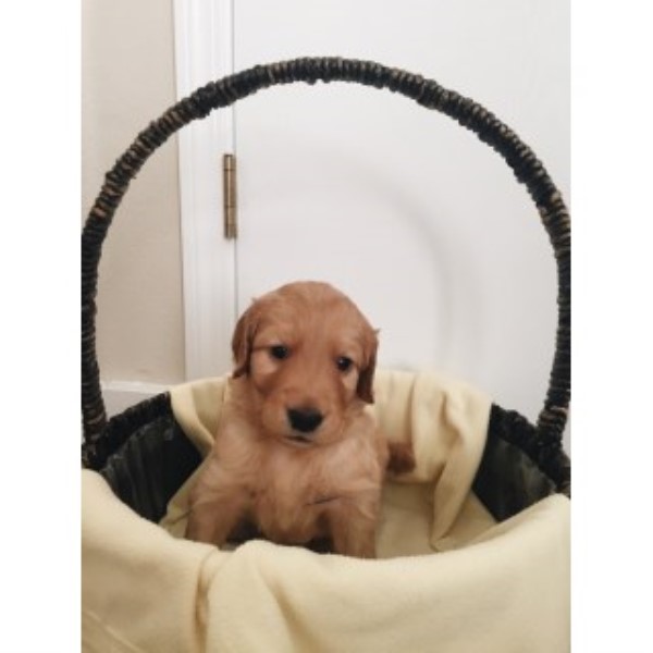 3/4 Golden 1/4 Poodle Goldendoodles