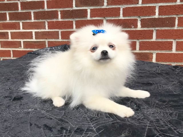 CKC Pomeranian: OPAL