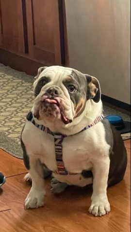 English bulldog AKC Female Blue Tri, DNA QUAD carrier, house trained, loves kids 1500