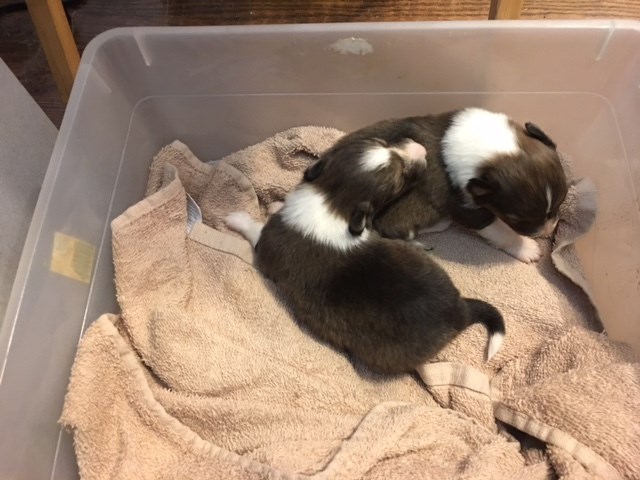 Shetland Sheepdog puppy for sale + 26211