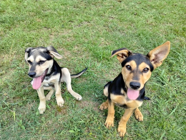 Sister and Brother needing a home