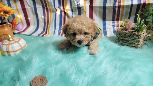 Adorable 6 week-Old Cavapoo Puppies Ready for a Loving Home