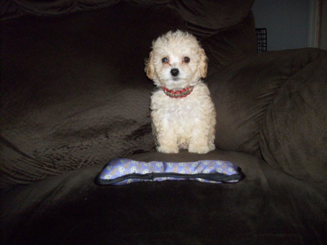 Toy Poodle Puppy for sale