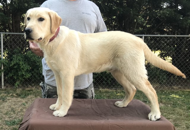 Labrador Retriever puppy for sale + 56841