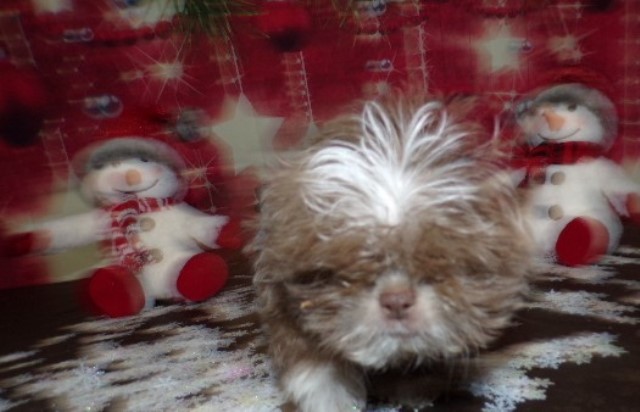 Shih Tzu puppy for sale + 65878
