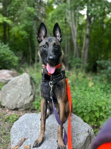 Belgian Malinois Female in Michigan 8-16-24 $100