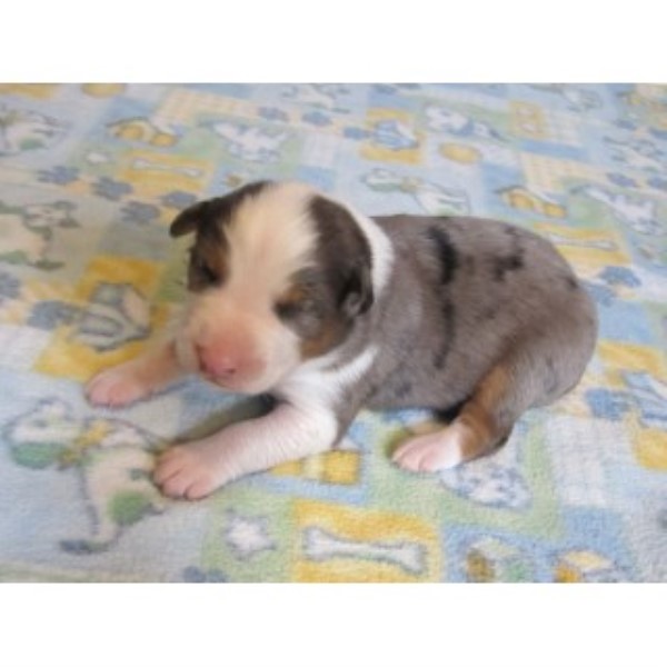 Australian Shepherd Puppies