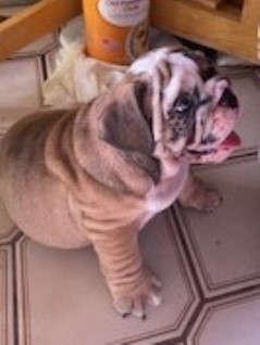 English Bulldog puppy for sale + 63882