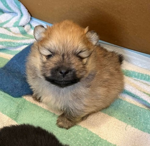 Male Pure Breed Pomeranian Puppy for Sale
