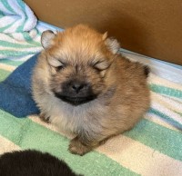 Male Pure Breed Pomeranian Puppy for Sale Pomeranian for sale/adoption
