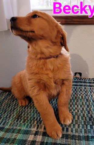 Golden Retriever puppy for sale + 65464