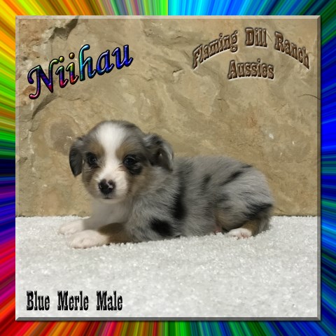 Niihau - Toy Blue Merle Male Aussie Puppy