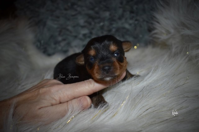 Yorkshire Terrier puppy for sale + 55186