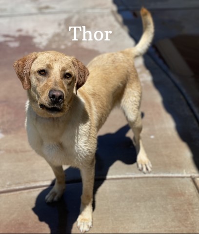 Thor AKC Yellow Male Lab