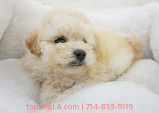 Maltipoo puppy for sale + 53080