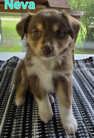 Australian Shepherds born April 7. Parents are ASDR