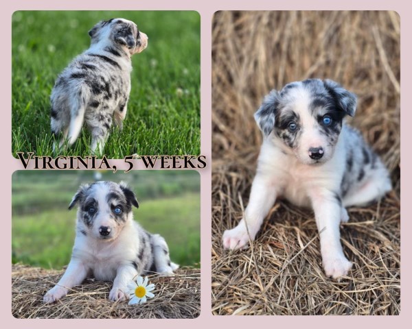 Border Collie puppy for sale + 66614