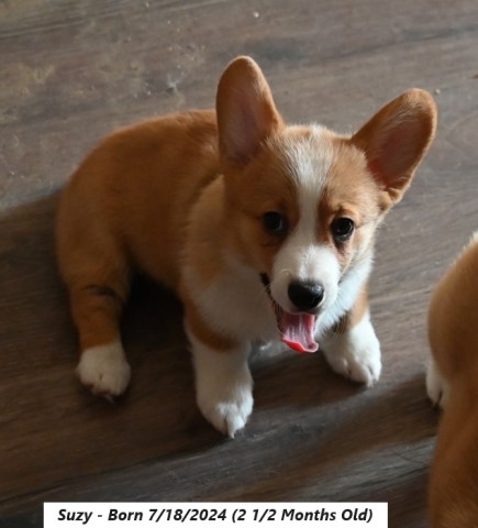 Pembroke Welsh Corgi puppy for sale + 66176