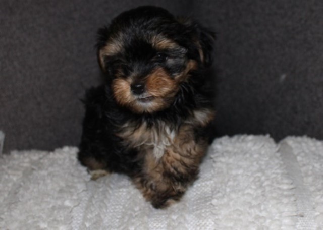 Havanese puppy for sale + 61944