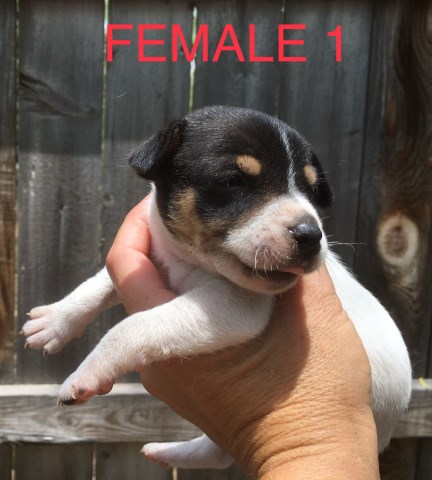 Rat Terrier puppy for sale + 53472