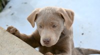 AKC Chocolate, Champagne, & Silver Labrador Retrievers Labrador Retriever for sale/adoption