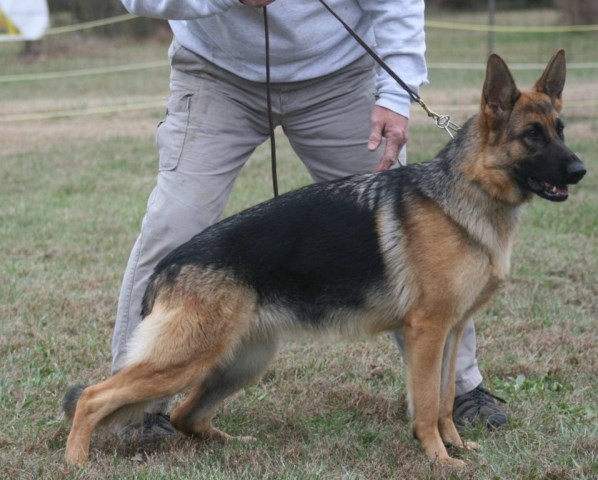 German Shepherd Dog puppy for sale + 49422