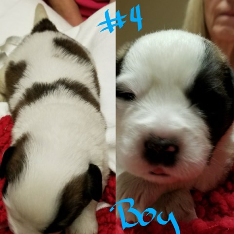 Saint Bernard puppy for sale + 51618