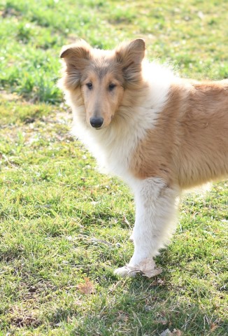 Collie puppy for sale + 59916
