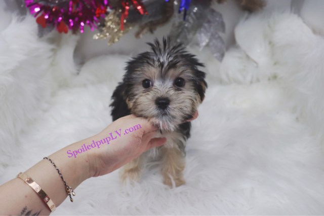 Morkie puppy for sale + 55055