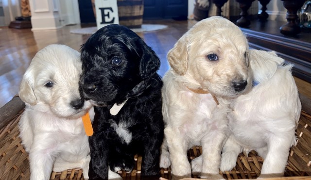 Goldendoodle puppy for sale + 62822