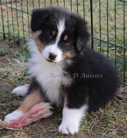 Australian Shepherd Dog puppy for sale + 54125