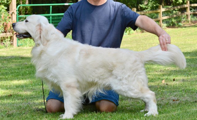 Golden Retriever puppy for sale + 56334